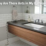 Why Are There Ants in My Bathroom?